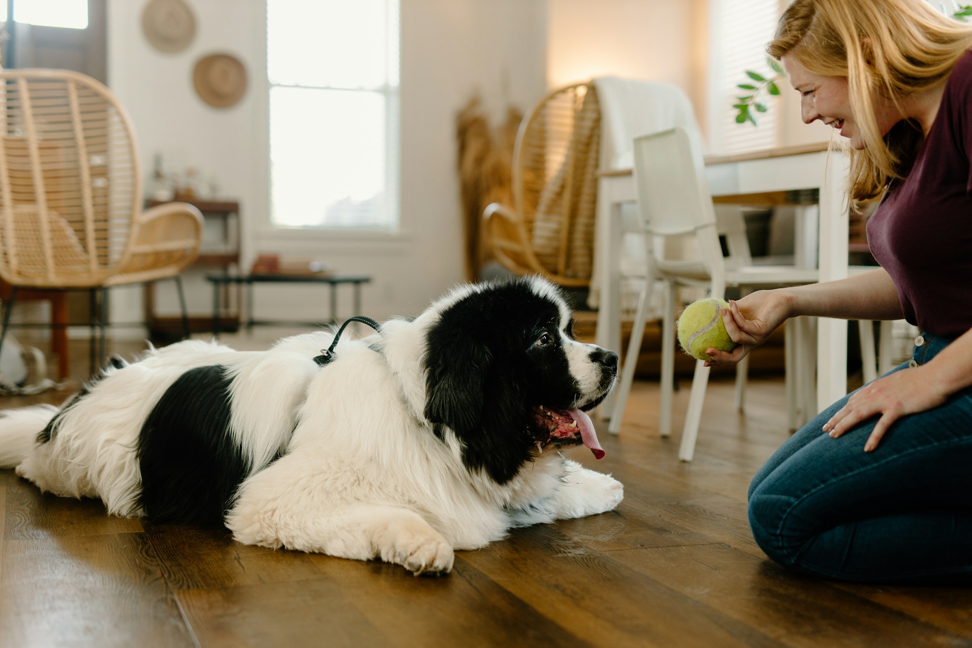 Pet Supplement Manufacturer